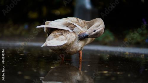 Duck