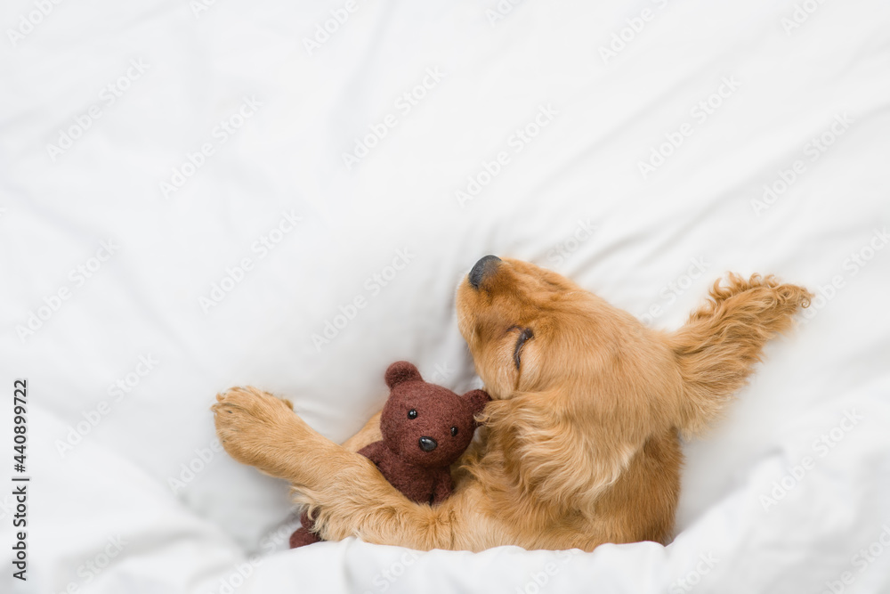 Cozy English Cocker spaniel puppy sleeps on a bed at home and hugs toy bear. Top down view. Empty space for text