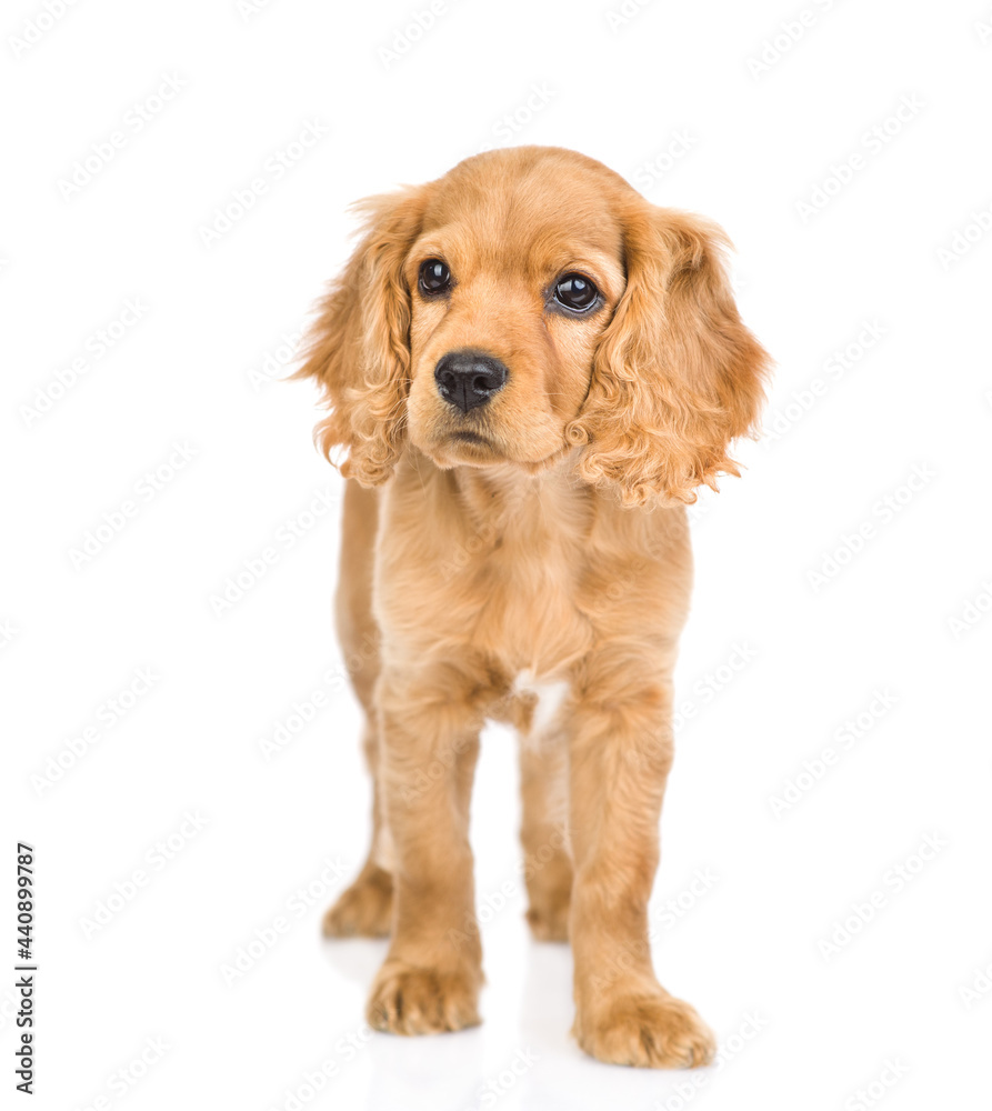 English cocker spaniel puppy stands in front view. isolated on white background