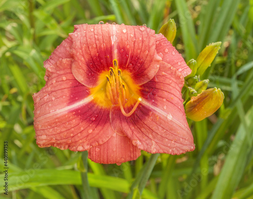 Hemerocallis  