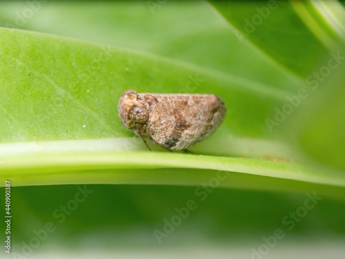 Macro Photo of Planthopper on Green Leaf