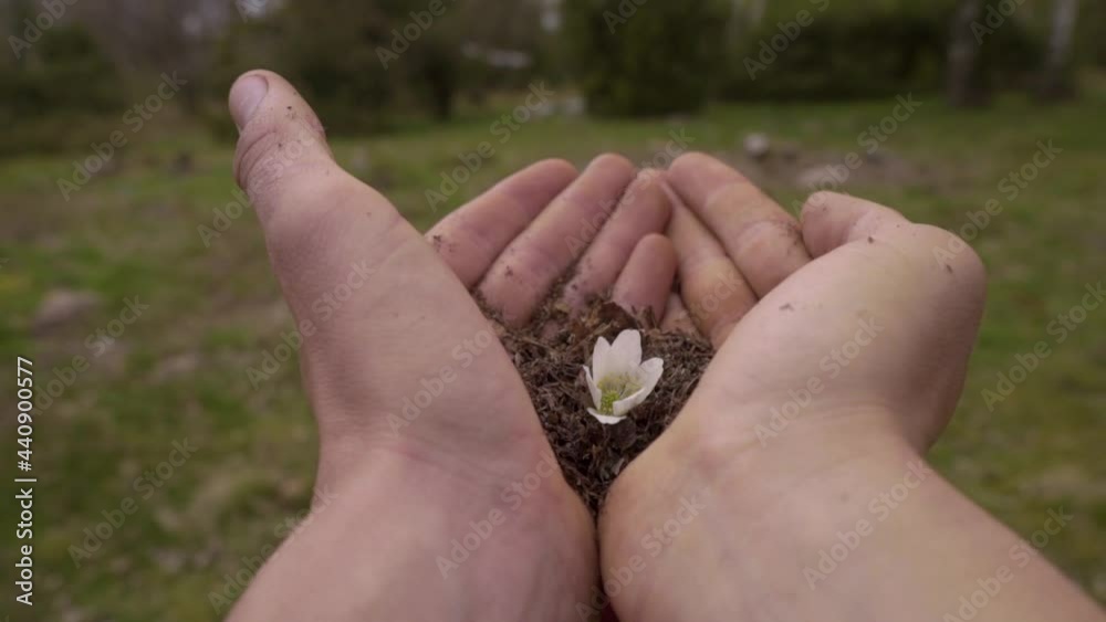 A white flower slowly growing in the hands of a human A white flower slowly growing in the hands of a human