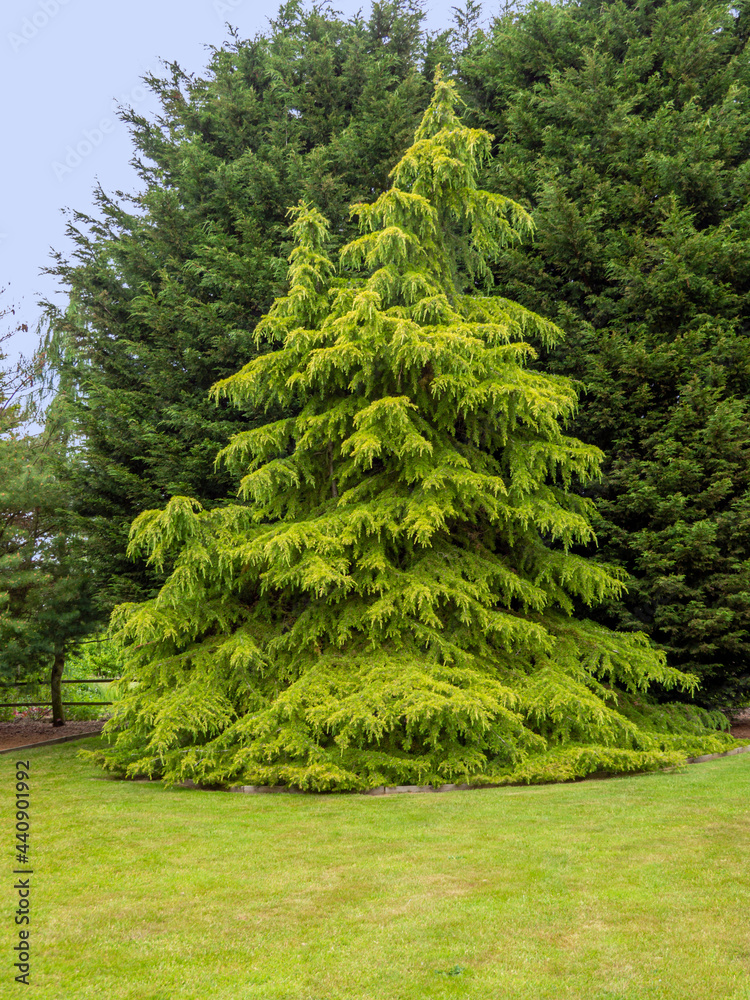 Golden Deodar cedar tree in a garden Golden Deodar cedar tree in a garden