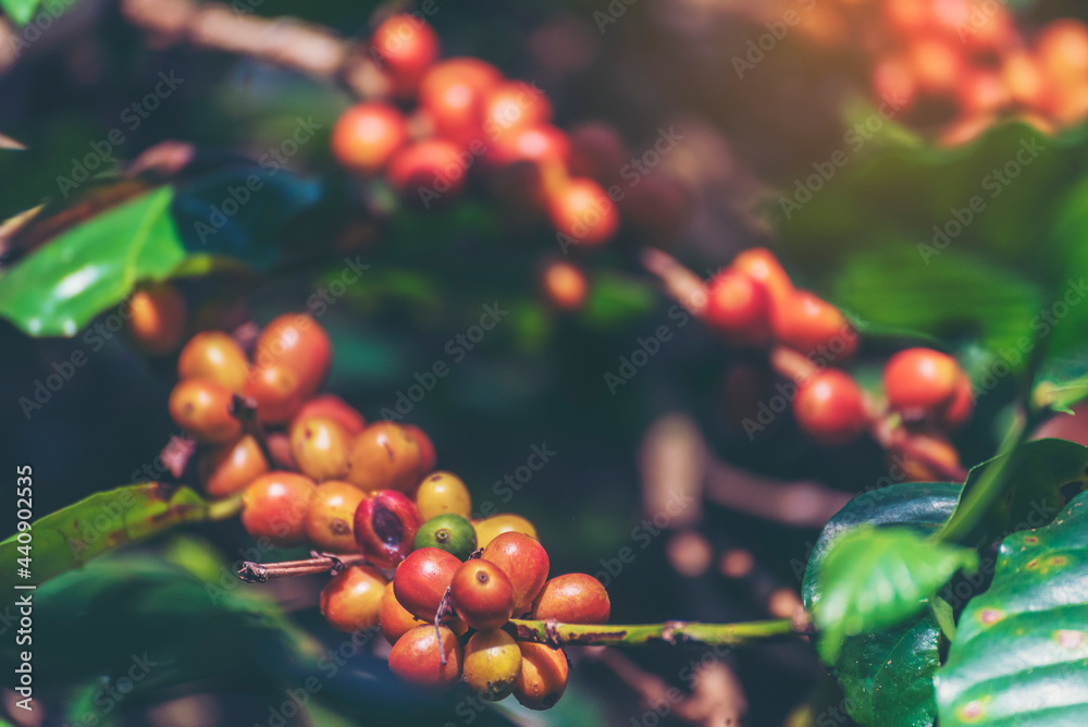 Obraz premium Ripe Red coffee bean berry plant fresh seed coffee tree growth in green eco organic farm. Close up red ripe seed robusta arabica berries harvest for coffee garden. Fresh coffee bean green leaf bush