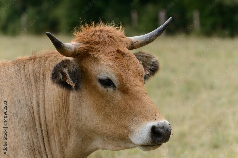 Brown cow La Maraichine in field Marais Poitevin in Charente Maritime, France