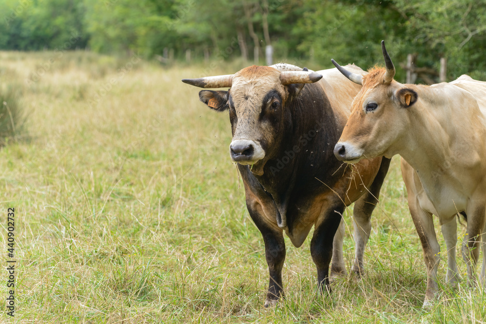 Bull and cow from French cattle breed La Maraichine grazing in wetland meadows in Marais Poitevin, Charente Maritime western France