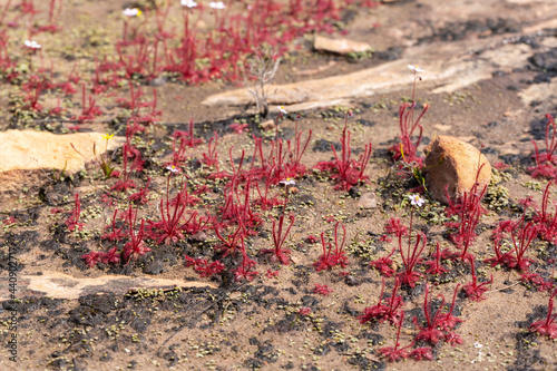 Group of Drosera alba on a rock outcrop close to VanRhynsdorp in the Western Cape of South Africa photo