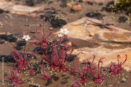 Some Drosera alba in natural habitat close to VanRhynsdorp in the Western Cape of South Africa photo