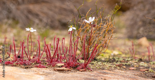 Portrait of Drosera alba in natural habitat close to VanRhynsdorp in the Western Cape of South Africa photo