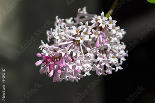 Abstract macro view of a Miss Kim (syringa pubescens) Korean lilac flower head in full bloom with dark defocused background