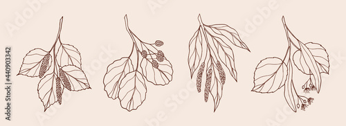 Set of hand drawn birch, alder, willow, linden photo