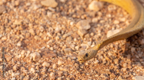 Close-up of the head of the poisonous cape cobra (Naja nivea) on a road close to VanRhynsdorp in the Western Cape of South Africa