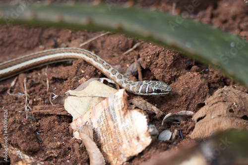 Kruger National Park: Psammophis subtaeniatus. Striped-bellied sand snake photo