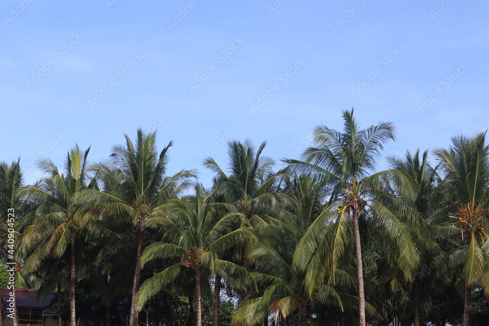coconut leaf background and blue sky, perfect photo for summer and vacation