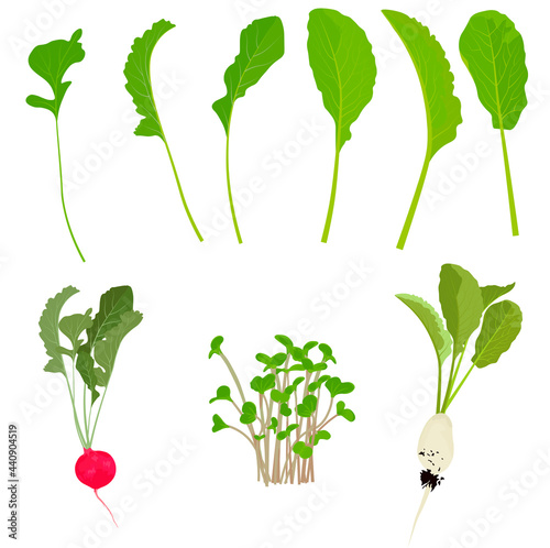 Set of radishes and radishes vector stock illustration. Foliage and roots, radish tubers. Plant elements. Isolated on a white background