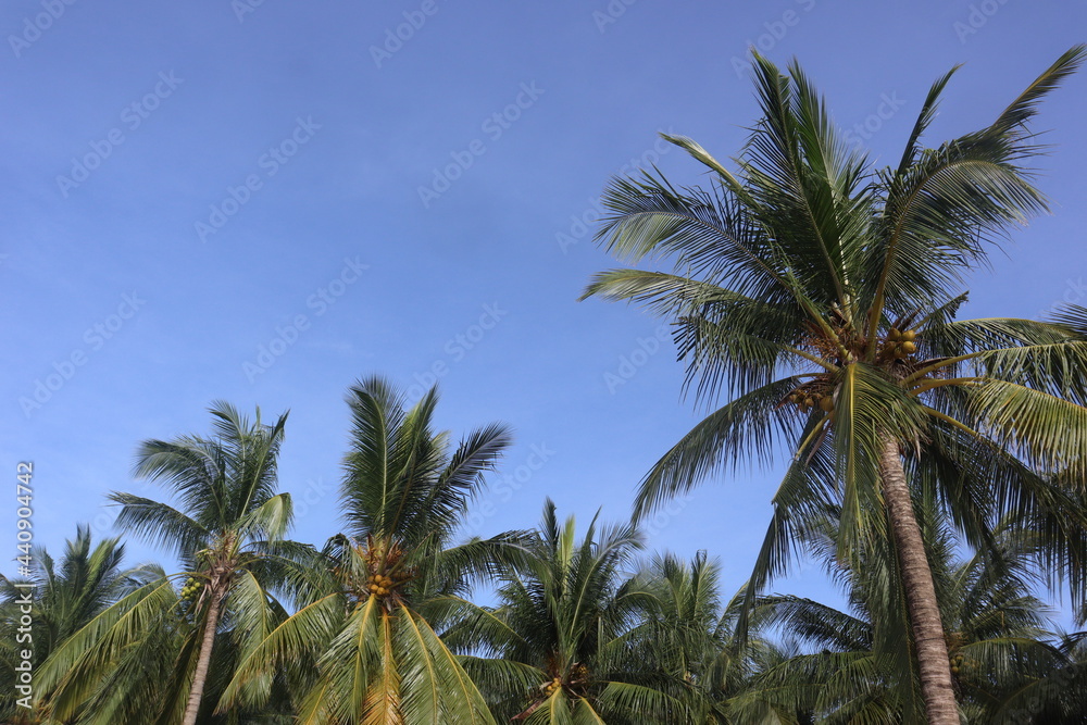 coconut leaf background and blue sky, perfect photo for summer and vacation