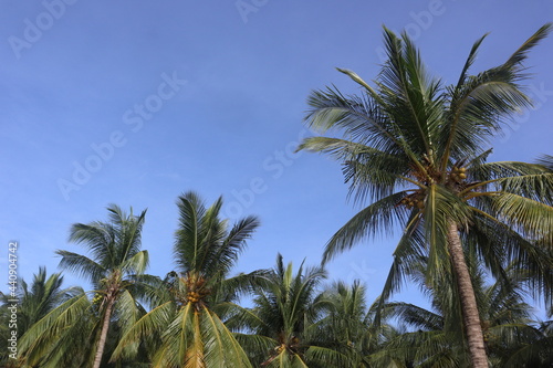 coconut leaf background and blue sky  perfect photo for summer and vacation