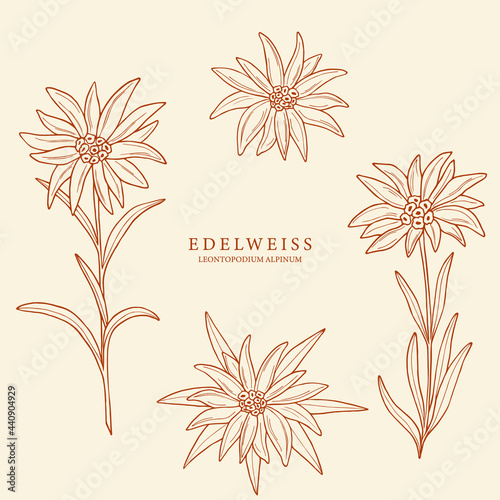 Set of hand drawn edelweiss flowers