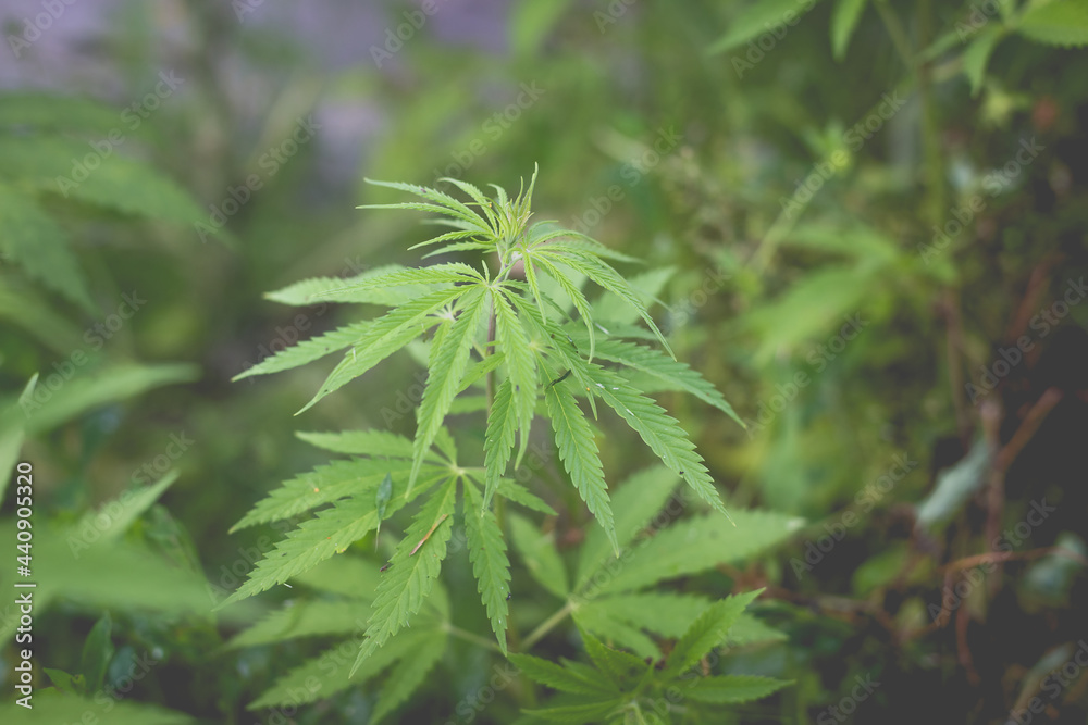 Wonderful view of the cannabis bush in the countryside in the evening Wonderful view of the cannabis bush in the countryside in the evening