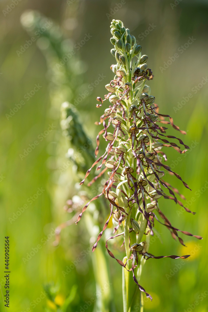 Bocksriemenzungen (Himantoglossum hircinum)