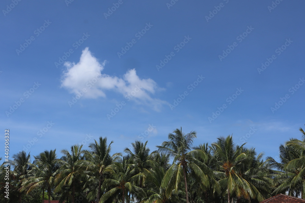 coconut leaf background and blue sky, perfect photo for summer and vacation