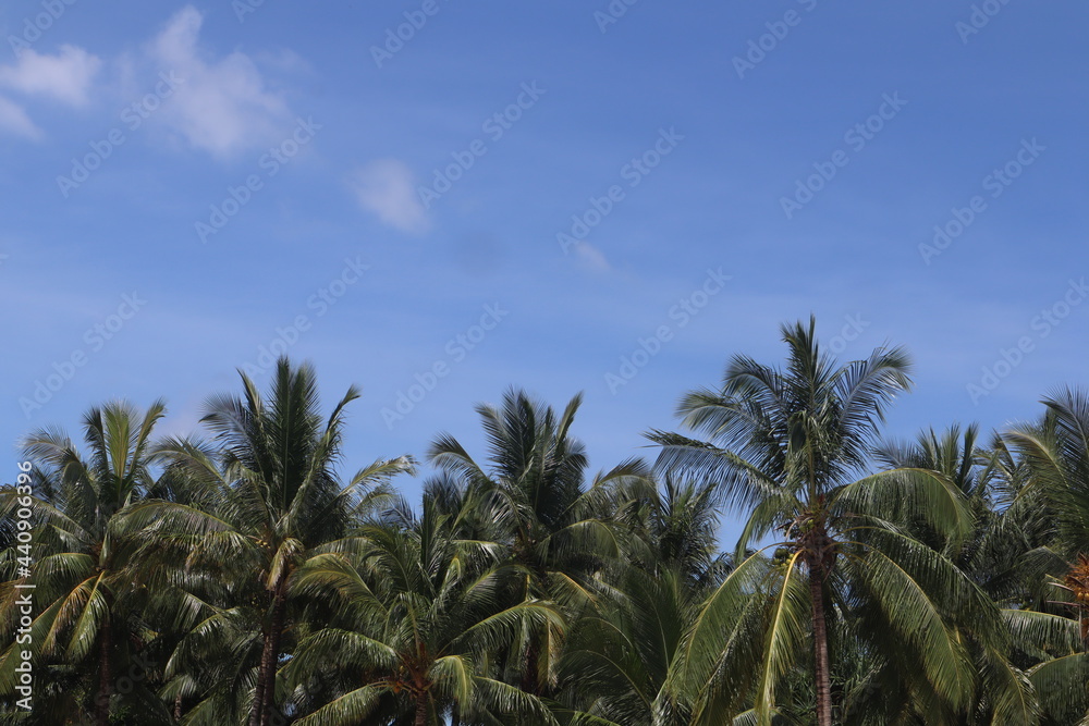 coconut leaf background and blue sky, perfect photo for summer and vacation coconut leaf background and blue sky, perfect photo for summer and vacation