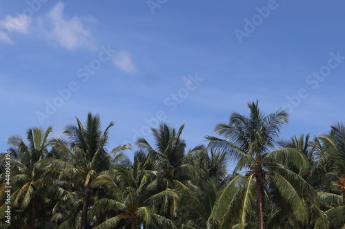 Fototapeta Naklejka Na Ścianę i Meble -  coconut leaf background and blue sky, perfect photo for summer and vacation