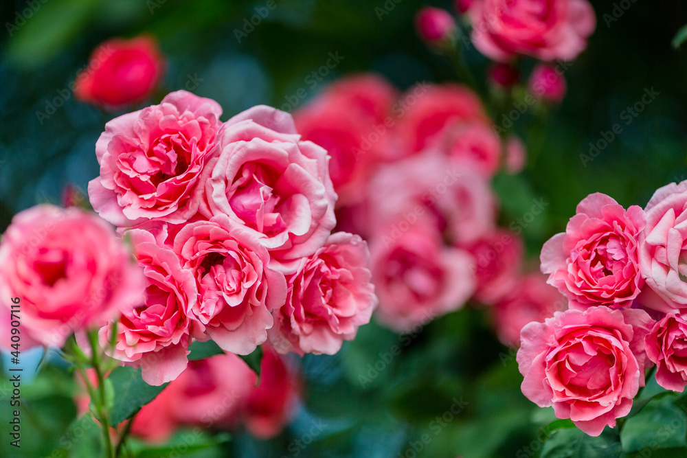 beautiful pink flowers in spring beautiful pink flowers in spring