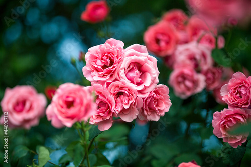 beautiful pink flowers in spring