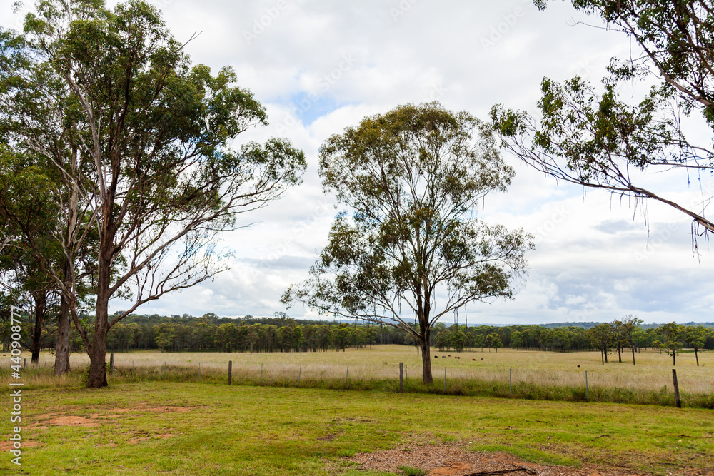 Bark hanging down from gum tree branches over fence with cattle in the distance Bark hanging down from gum tree branches over fence with cattle in the distance