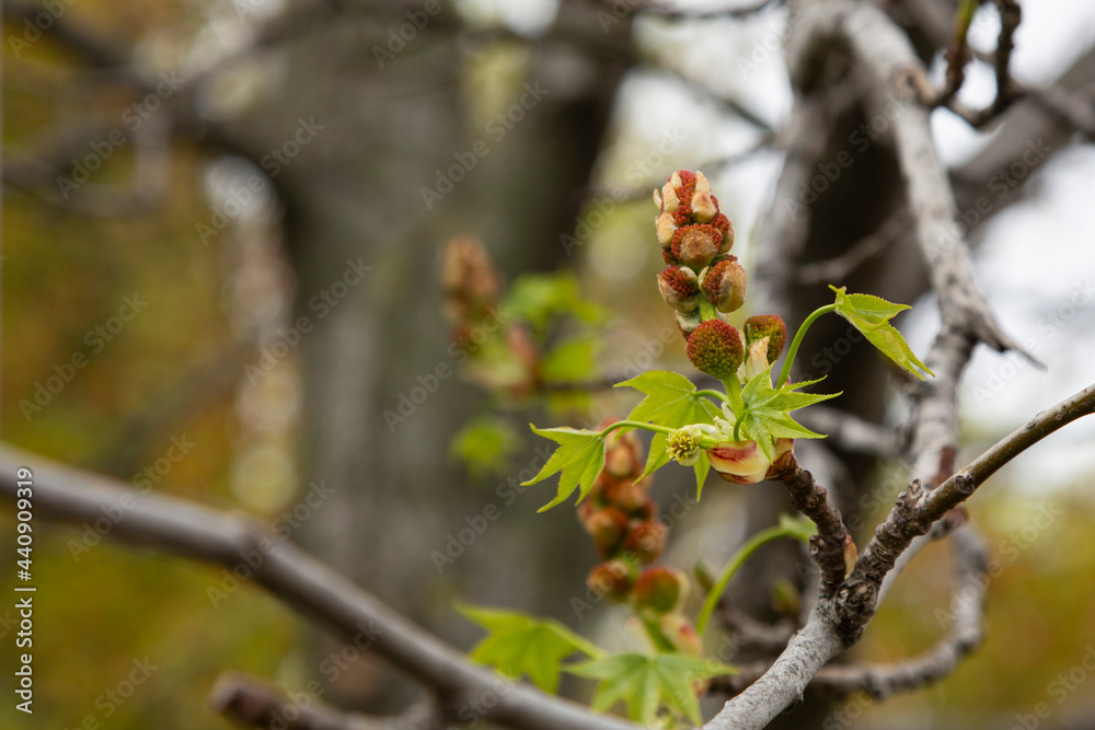 Young Spring green buds on the tree branches. Springtime seasonal macro close up little green leaves, early spring, Young Spring green buds on the tree branches. Springtime seasonal macro close up little green leaves, early spring,