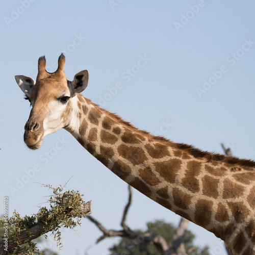 Fototapeta Naklejka Na Ścianę i Meble -  Kruger National Park: giraffe