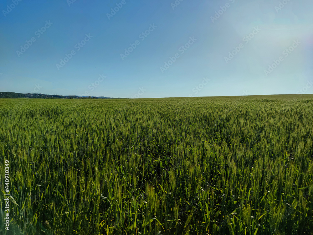 Green field with unripe wheat against the blue sky in summer	