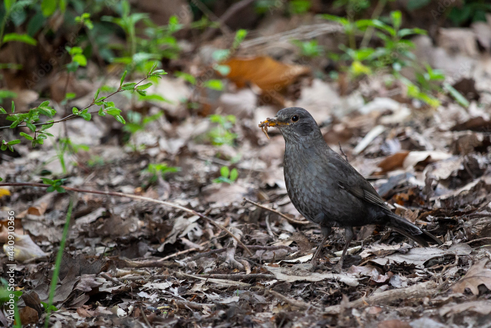 Blackbird, Turdus merula, lone male on the ground, holds a worm in its beak Blackbird, Turdus merula, lone male on the ground, holds a worm in its beak