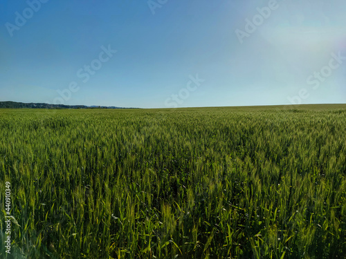 Green field with unripe wheat against the blue sky in summer 