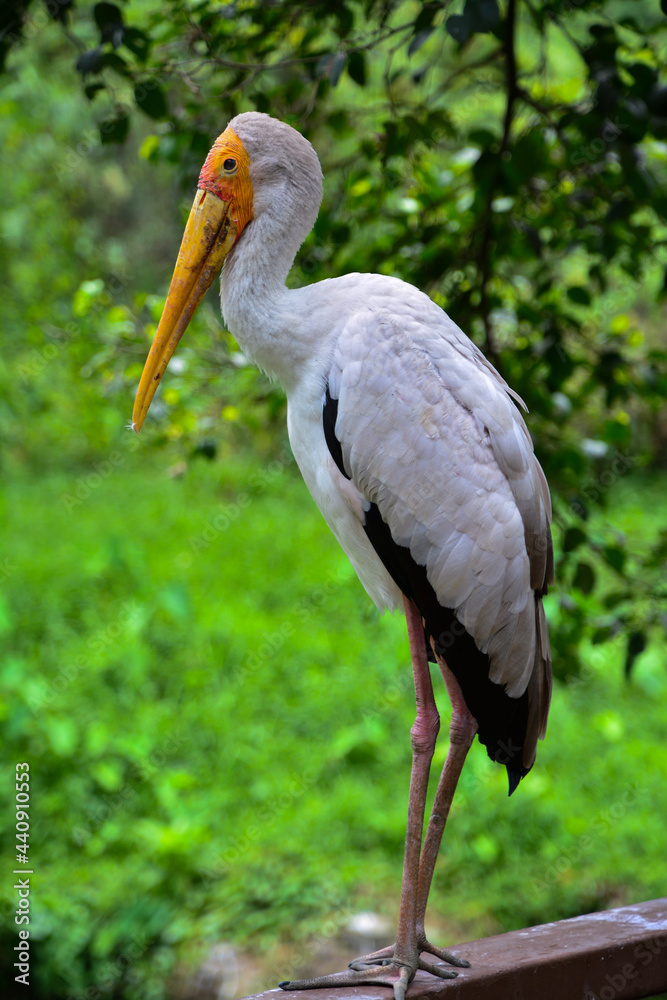 Fototapeta premium yellow billed stork