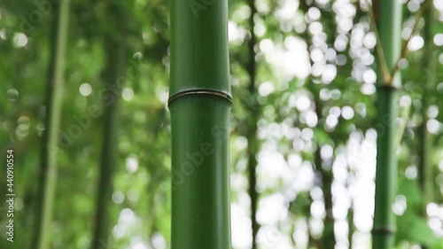 静かな竹林にキラキラと玉ボケが美しい景色