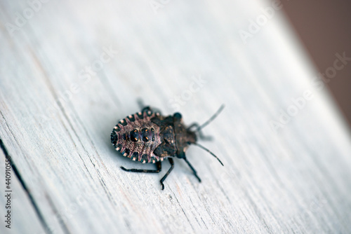 Photography bug on the ground, nacka,sweden, sverige, stockholm