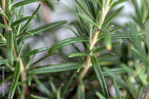 Photography close up of green rosemary, nacka,sweden, sverige, stockholm