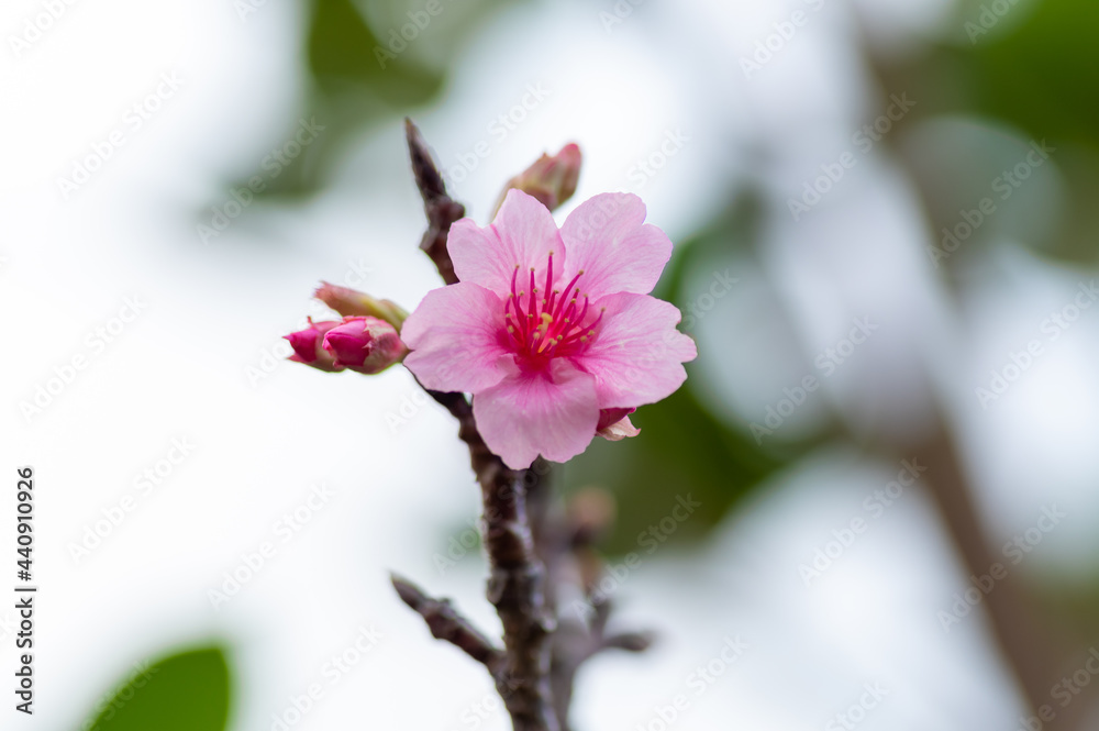 Obraz premium 沖縄の緋寒桜、日本一早い桜まつり