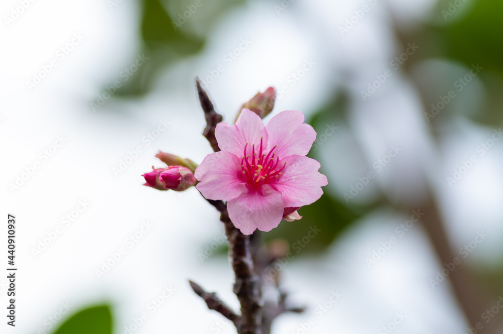 沖縄の緋寒桜、日本一早い桜まつり 沖縄の緋寒桜、日本一早い桜まつり