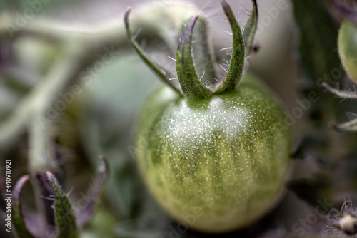 Photography green tomato, nacka,sweden, sverige, stockholm
