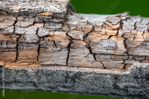 Photography tree bark texture, nacka,sweden, sverige, stockholm