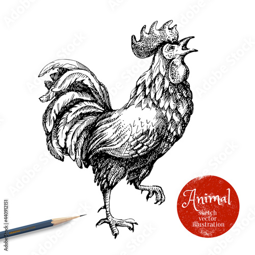 Hand drawn rooster vector illustration. Sketch chicken isolated on white background with pencil and label banner. Symbol of new year 2017