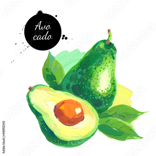 Hand drawn sketch acrylic watercolor painting on white background. Vector illustration of fruit avocado