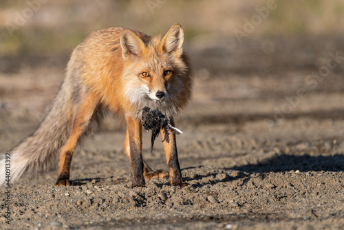 Red fox seen in wild setting holding a dead bird in its mouth while playing with its food in natural environment along the Alaska Highway in Yukon, Canada. 