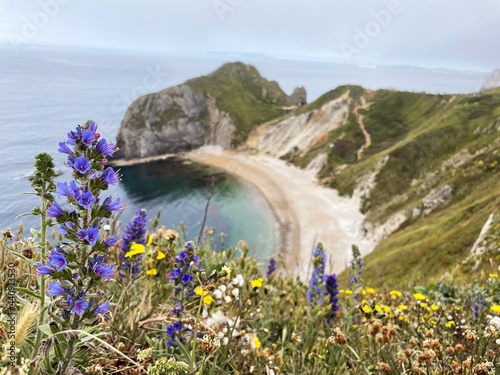 flowers on the coast