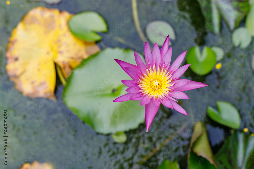 picture of lotus flowers blooming picture of lotus flowers blooming