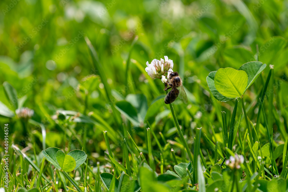 a honey bee on white clover in the sunshine a honey bee on white clover in the sunshine