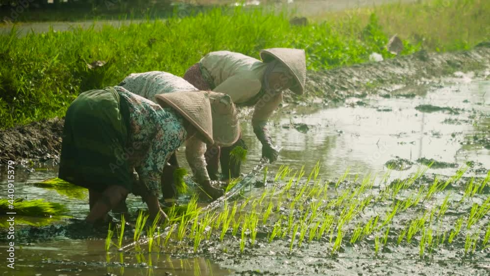 Group of women transplanted rice shoots they plant the new crop in the rice paddy, Java, indonesia.